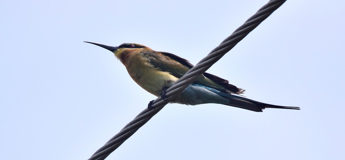 Blue-tailed Bee-eater - ML117615971