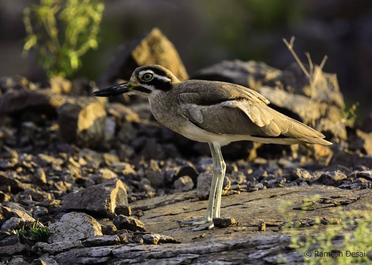 Great Thick-knee - ML117619381