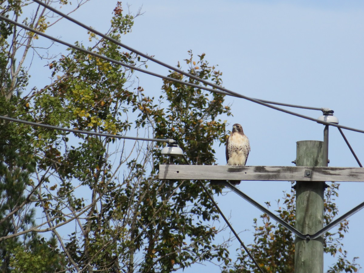 Red-tailed Hawk - ML117620811