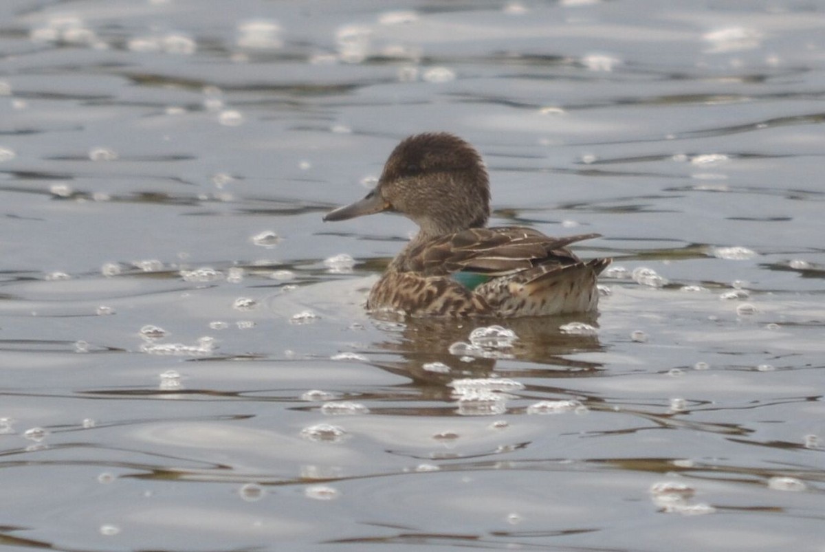 Green-winged Teal - ML117620961
