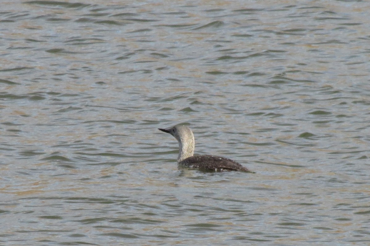 Red-throated Loon - ML117621011