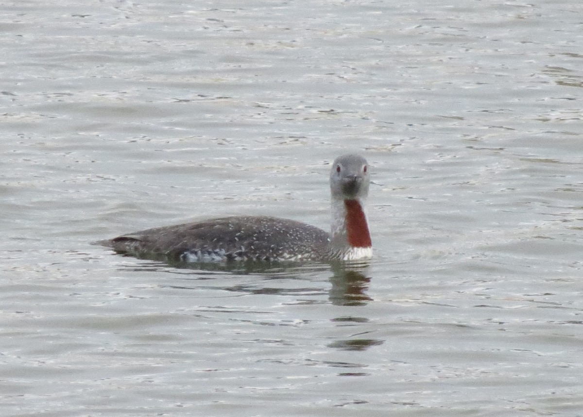 Red-throated Loon - ML117621071