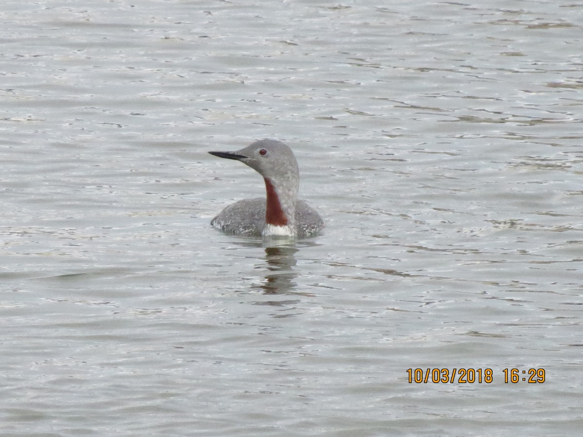 Red-throated Loon - ML117621081