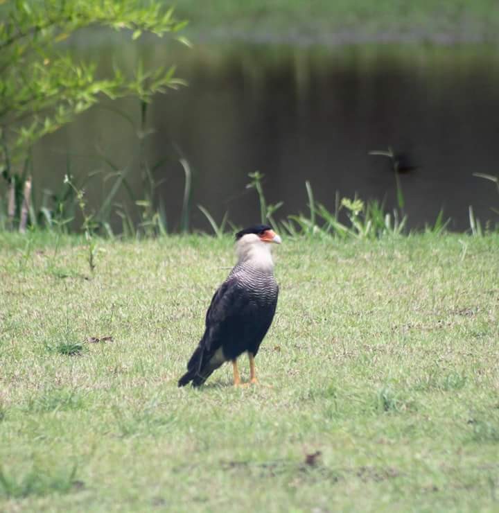 Crested Caracara (Southern) - ML117621961