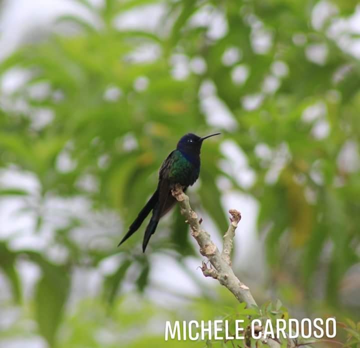 Swallow-tailed Hummingbird - Michele Cardoso