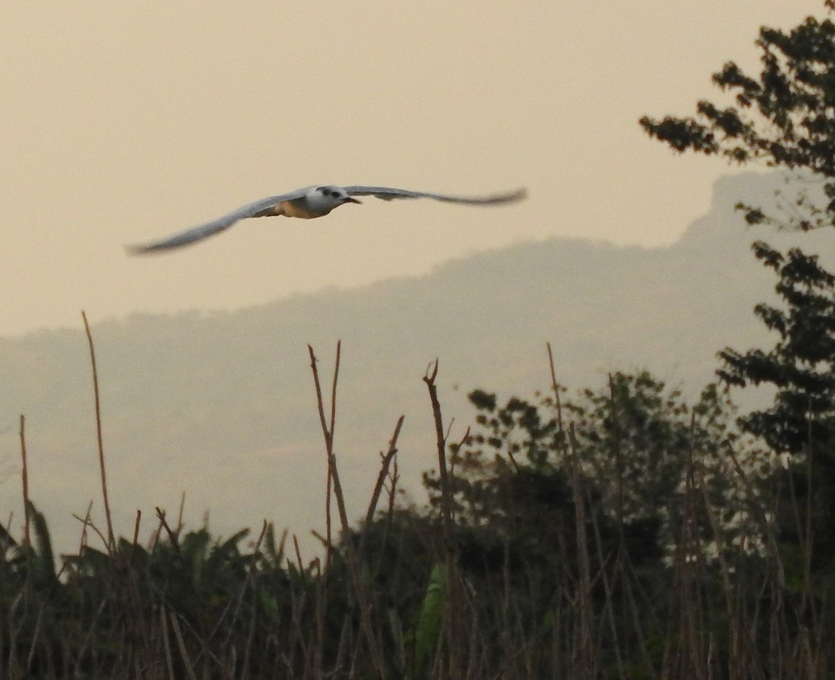 White-winged Tern - Sandy Gayasih