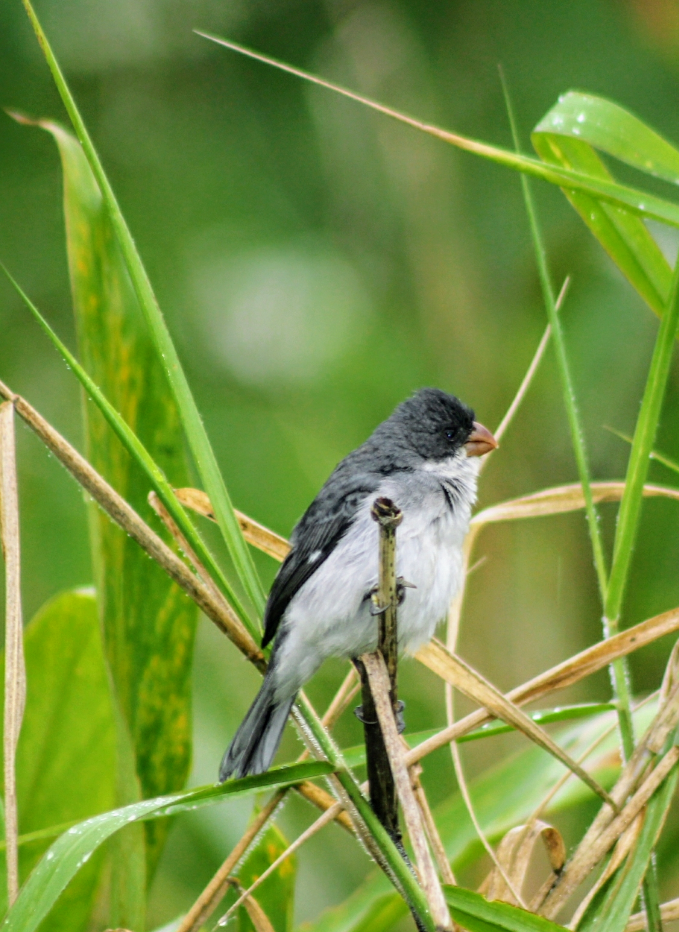 White-bellied Seedeater - Michele Cardoso