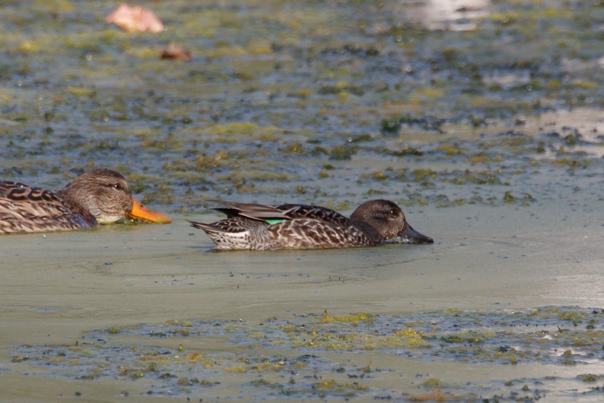 Green-winged Teal - ML117624241