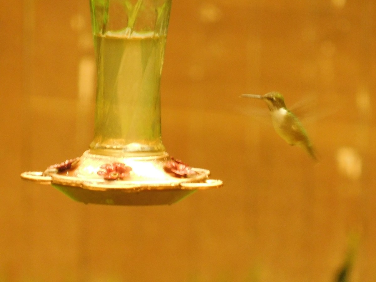 Ruby-throated Hummingbird - Ezekiel Dobson