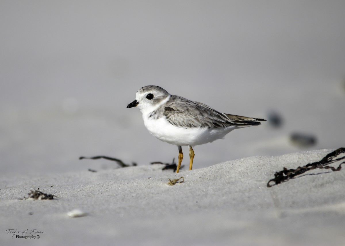 Piping Plover - ML117626641