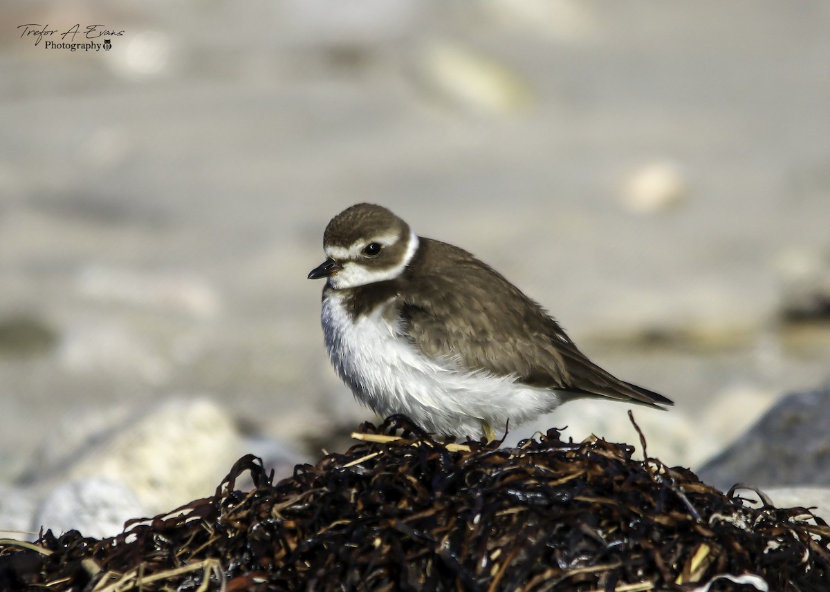 Semipalmated Plover - ML117627771