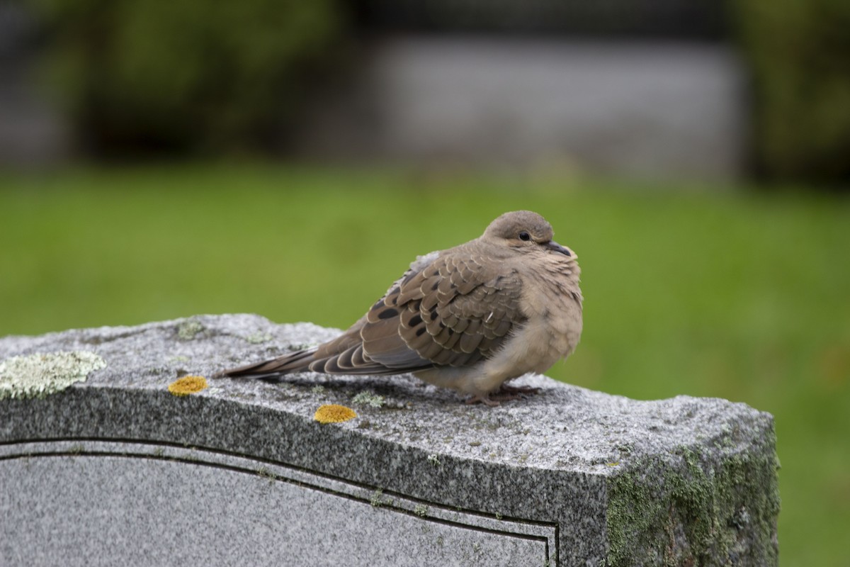 Mourning Dove - Andrew Sibbald