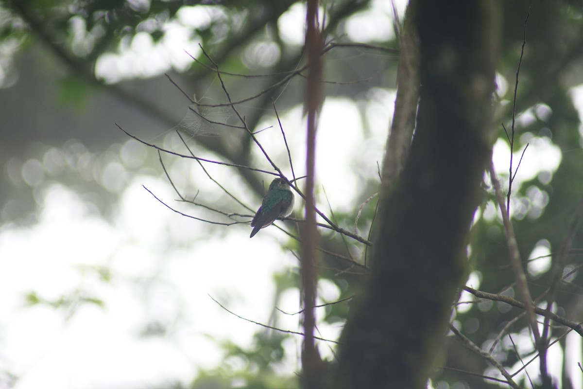 Wedge-tailed Sabrewing (Long-tailed) - ML117629161