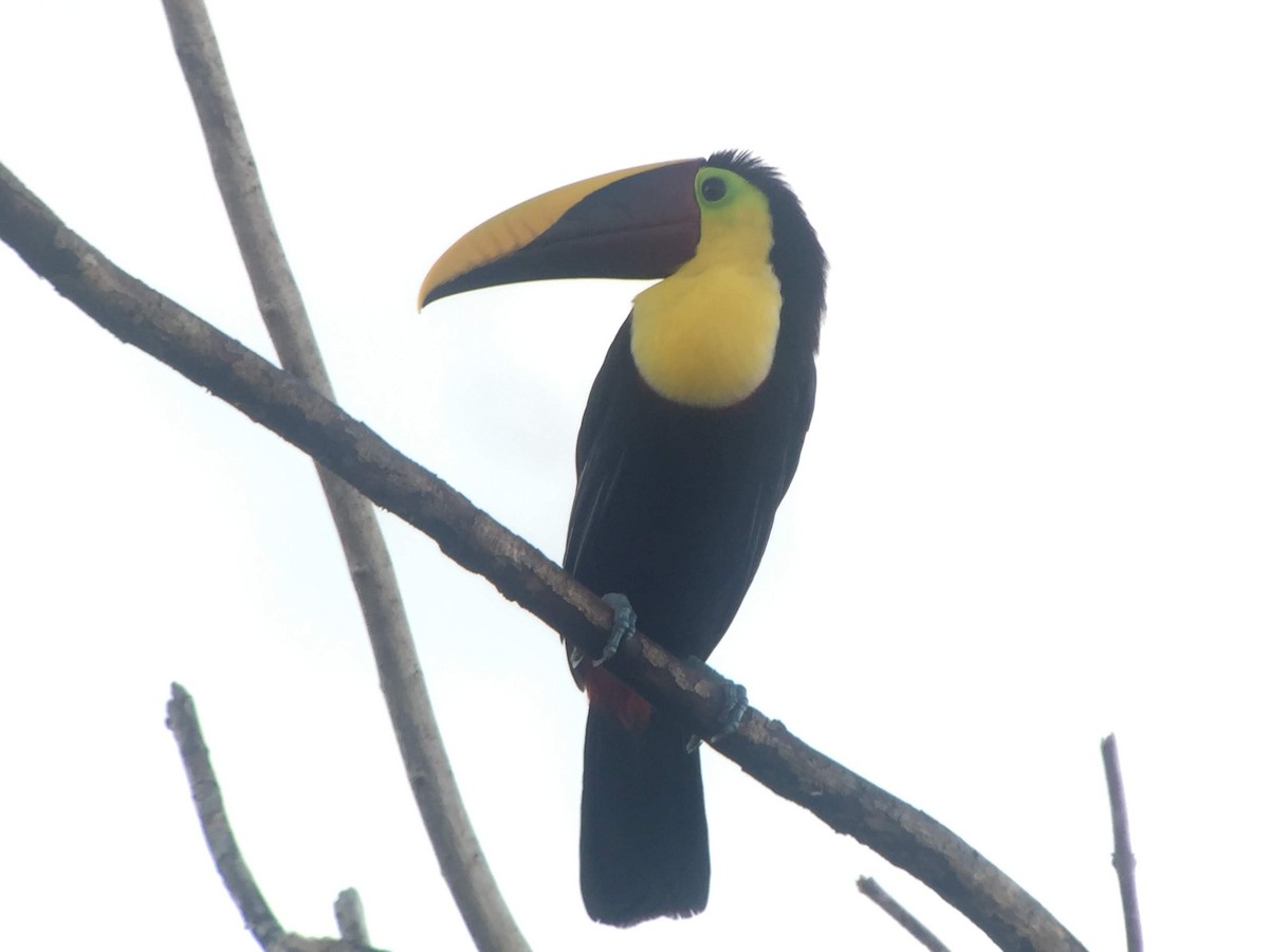 Yellow-throated Toucan - Lavae Aldrich