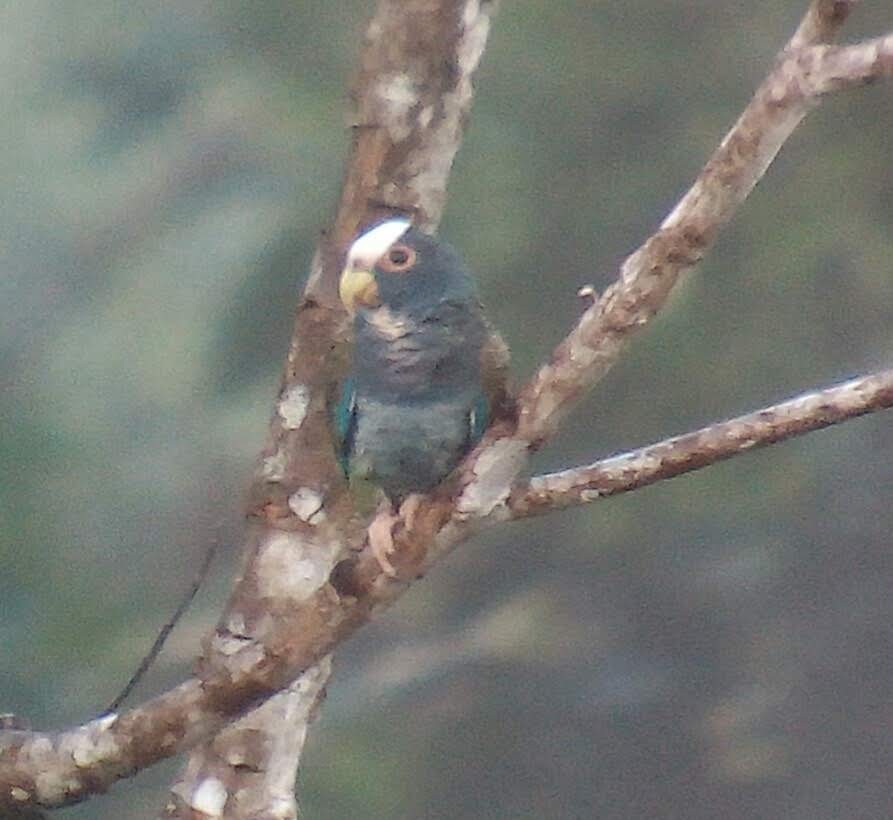 White-crowned Parrot - ML117631931