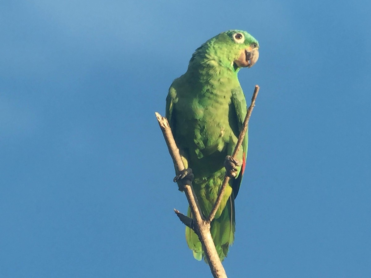Mealy Parrot - ML117632161