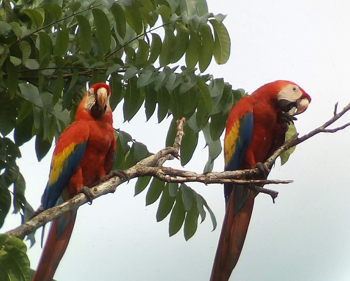 Scarlet Macaw - ML117633071
