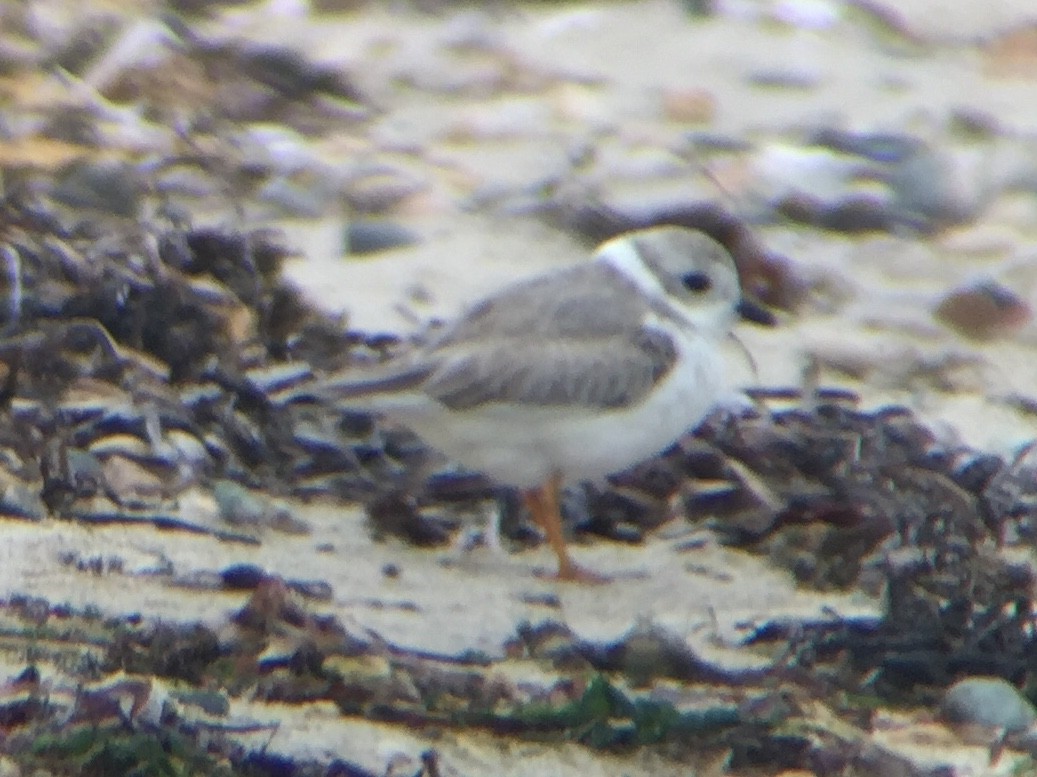 Piping Plover - ML117634561