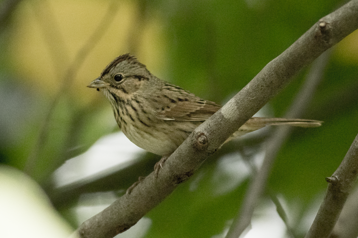 Lincoln's Sparrow - August Davidson-Onsgard