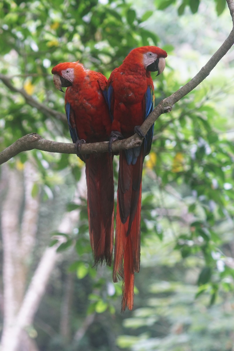 Scarlet Macaw - ML117636371