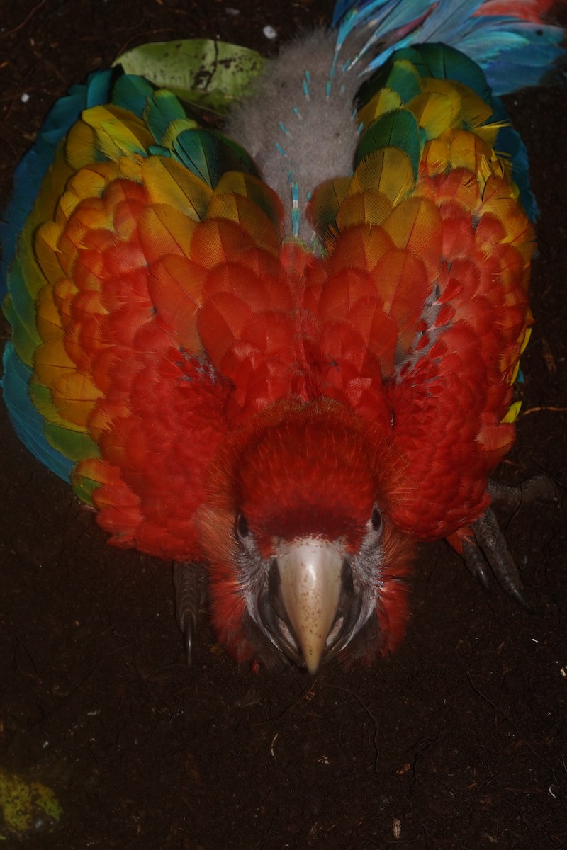 Scarlet Macaw - Daniel Dorantes