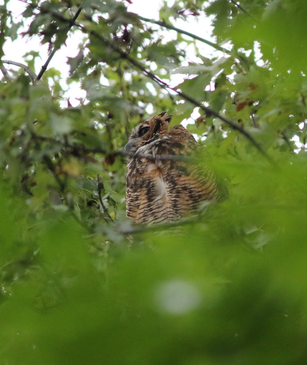 Great Horned Owl - Andrew S. Aldrich