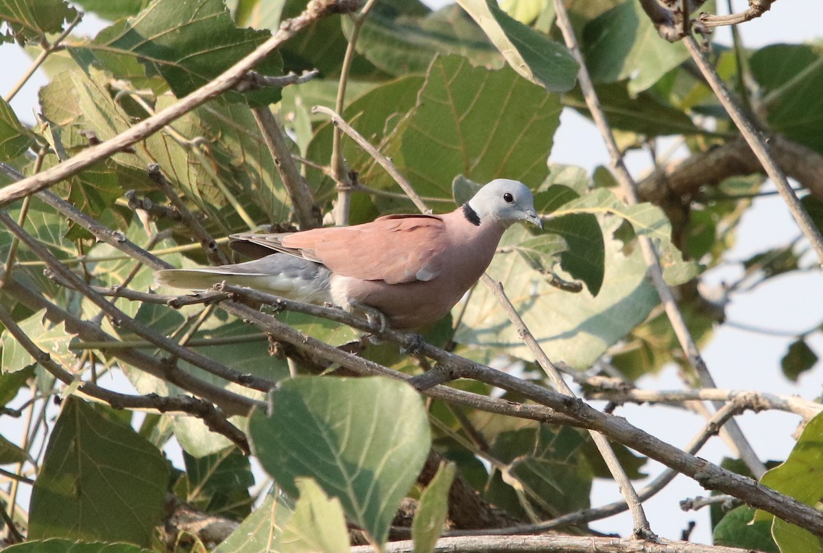 Red Collared-Dove - ML117644661