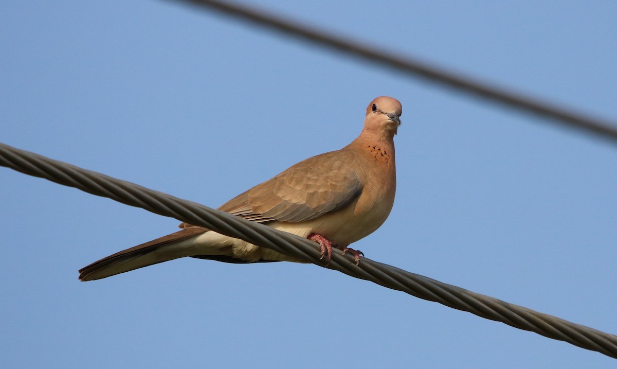 Laughing Dove - ML117644941