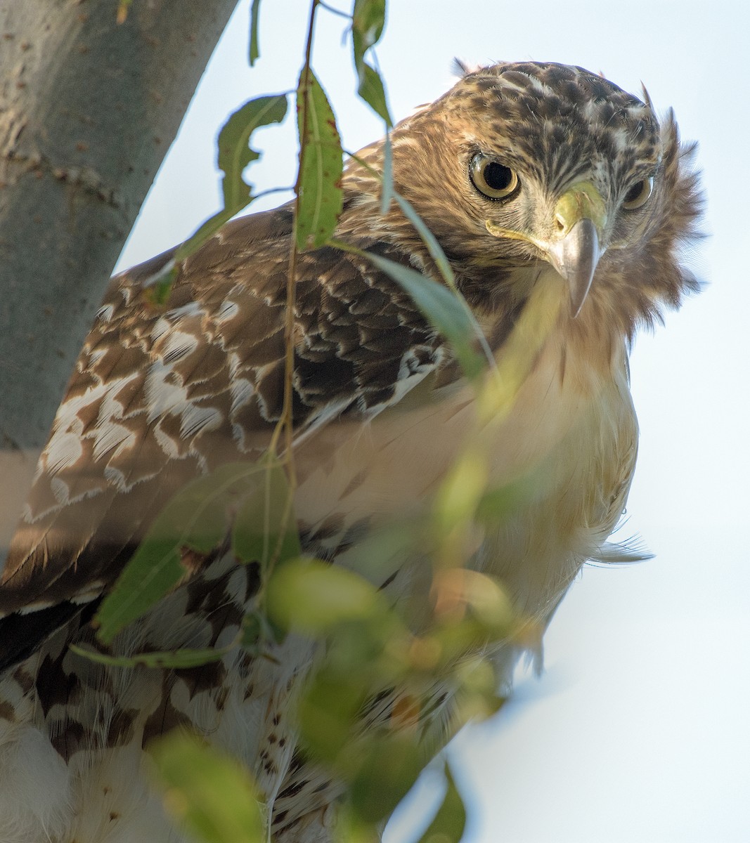 Red-tailed Hawk - ML117647541