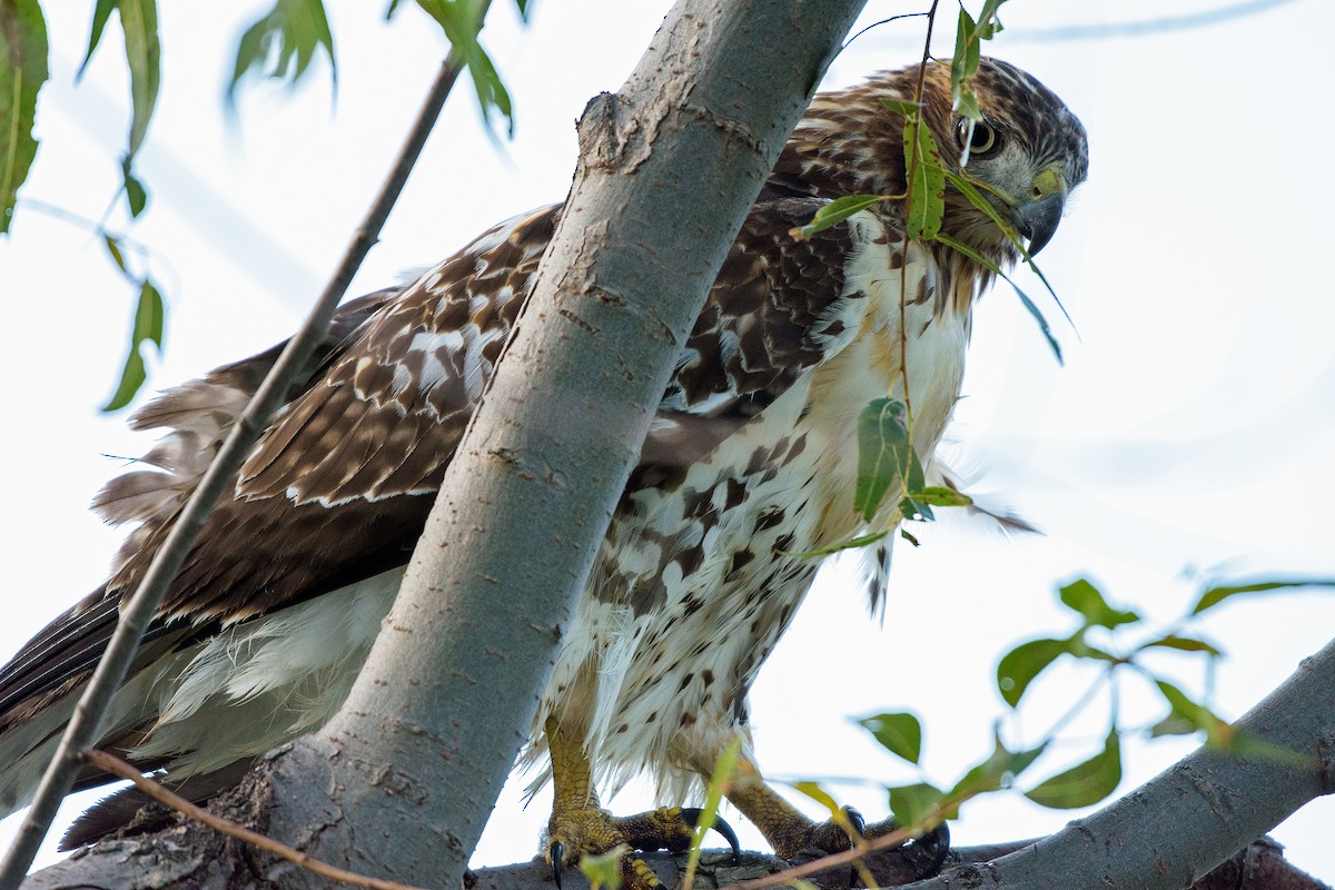 Red-tailed Hawk - ML117647591