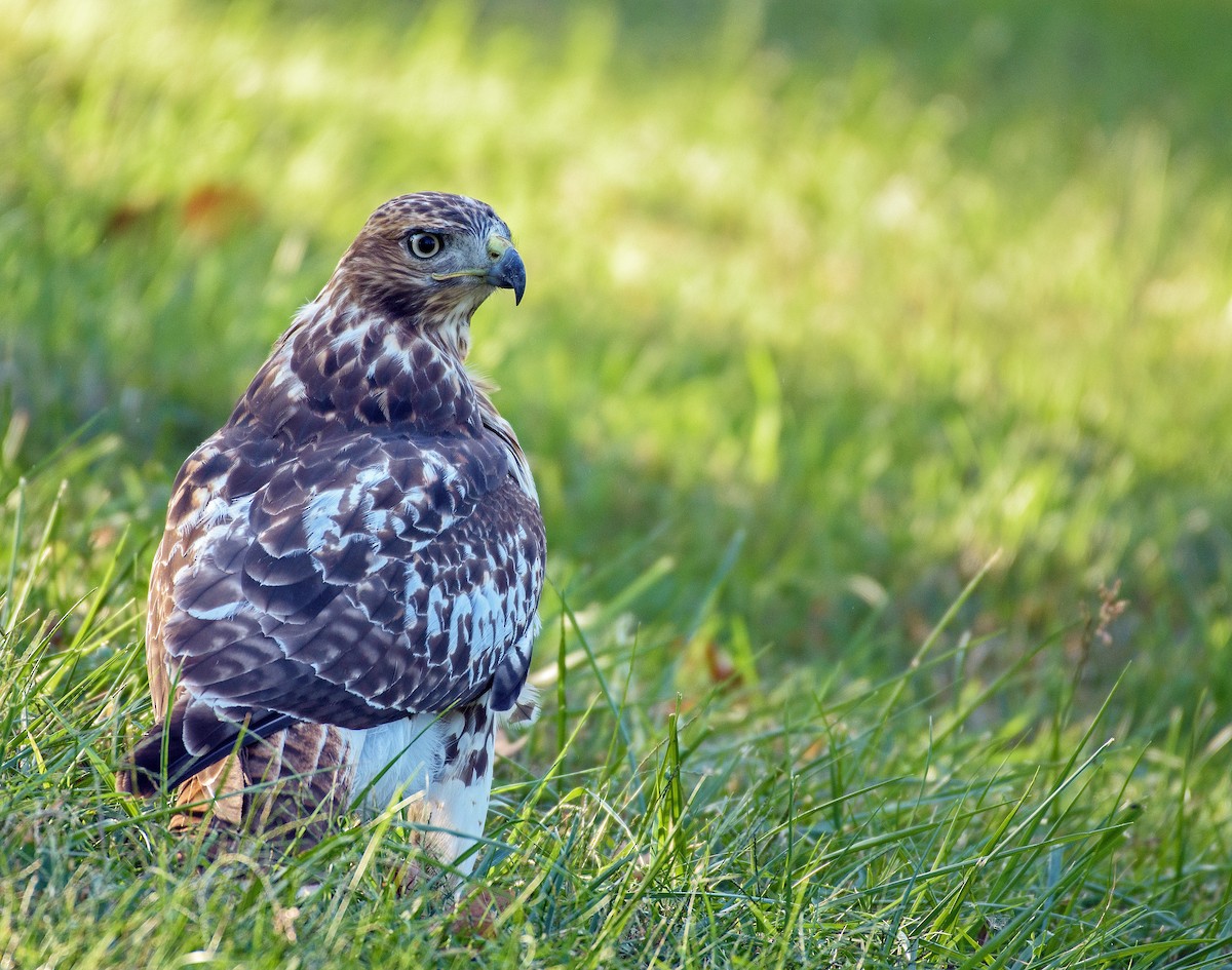 Red-tailed Hawk - ML117647601