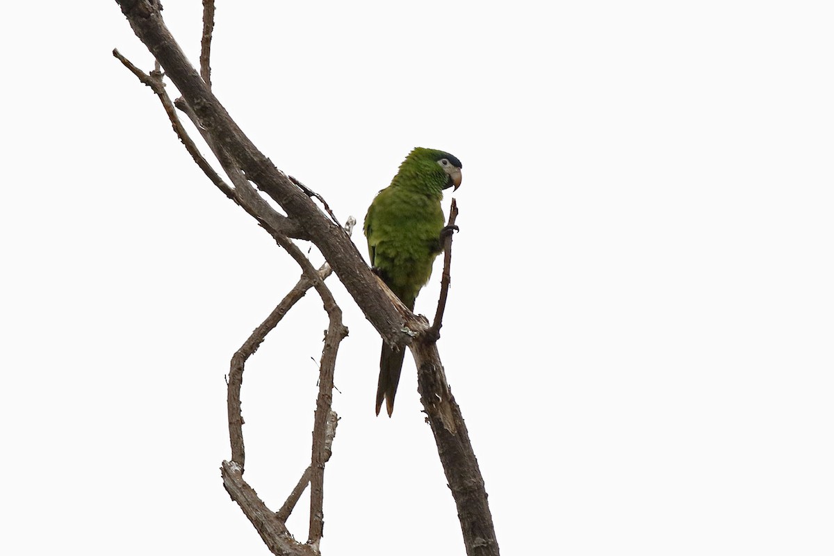 Red-shouldered Macaw - Alex Satsukawa