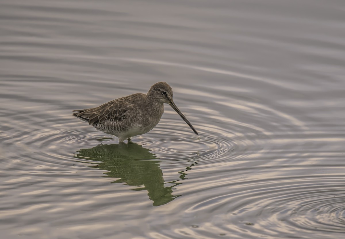 Long-billed Dowitcher - ML117655511