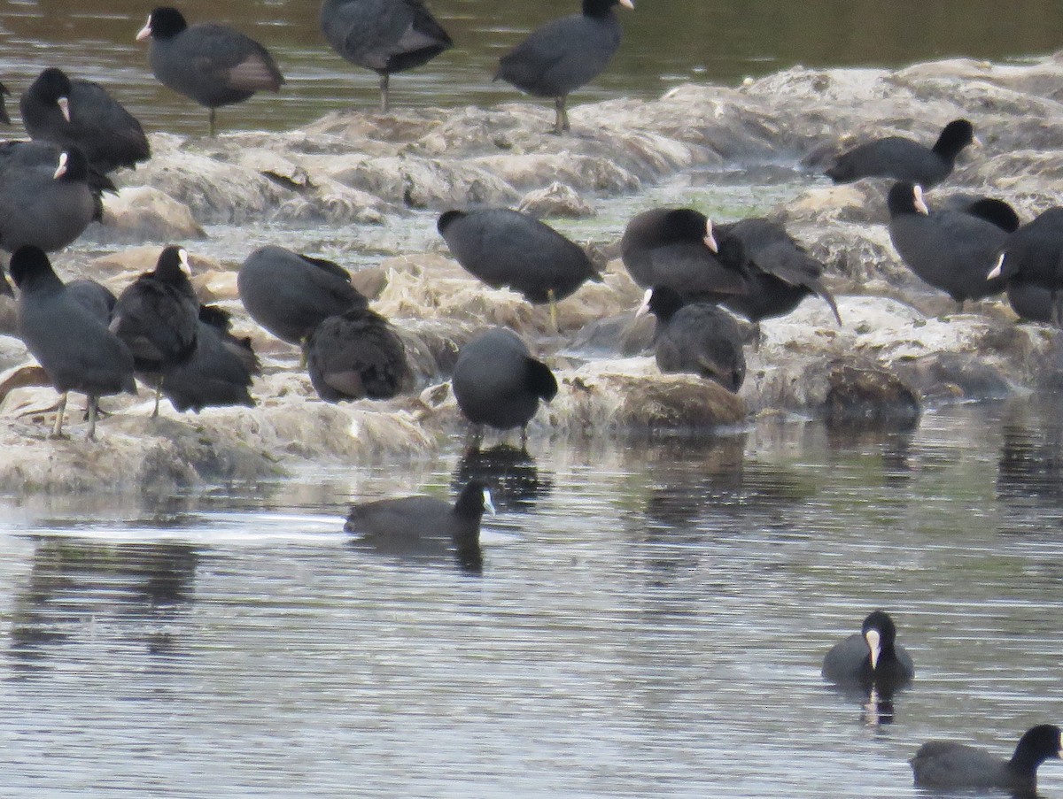 Red-knobbed Coot - ML117656141