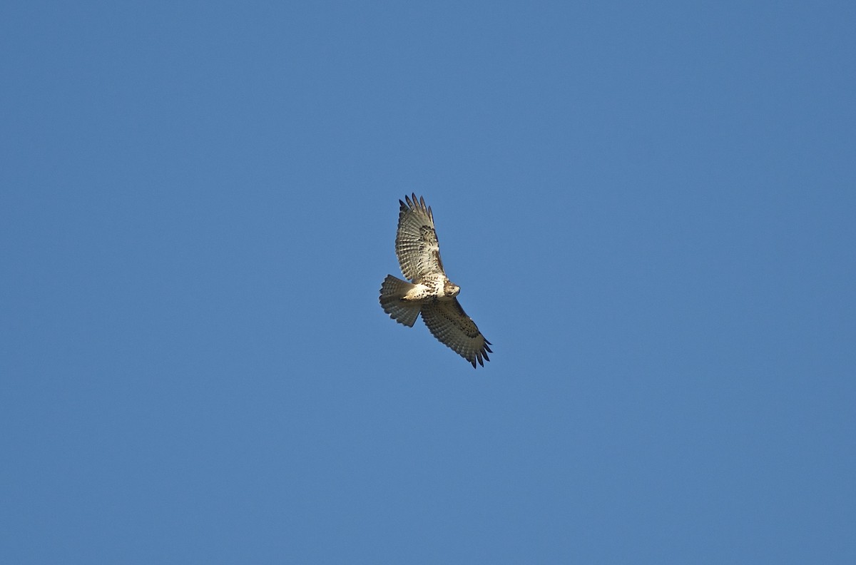 Red-tailed Hawk - Paul Gould