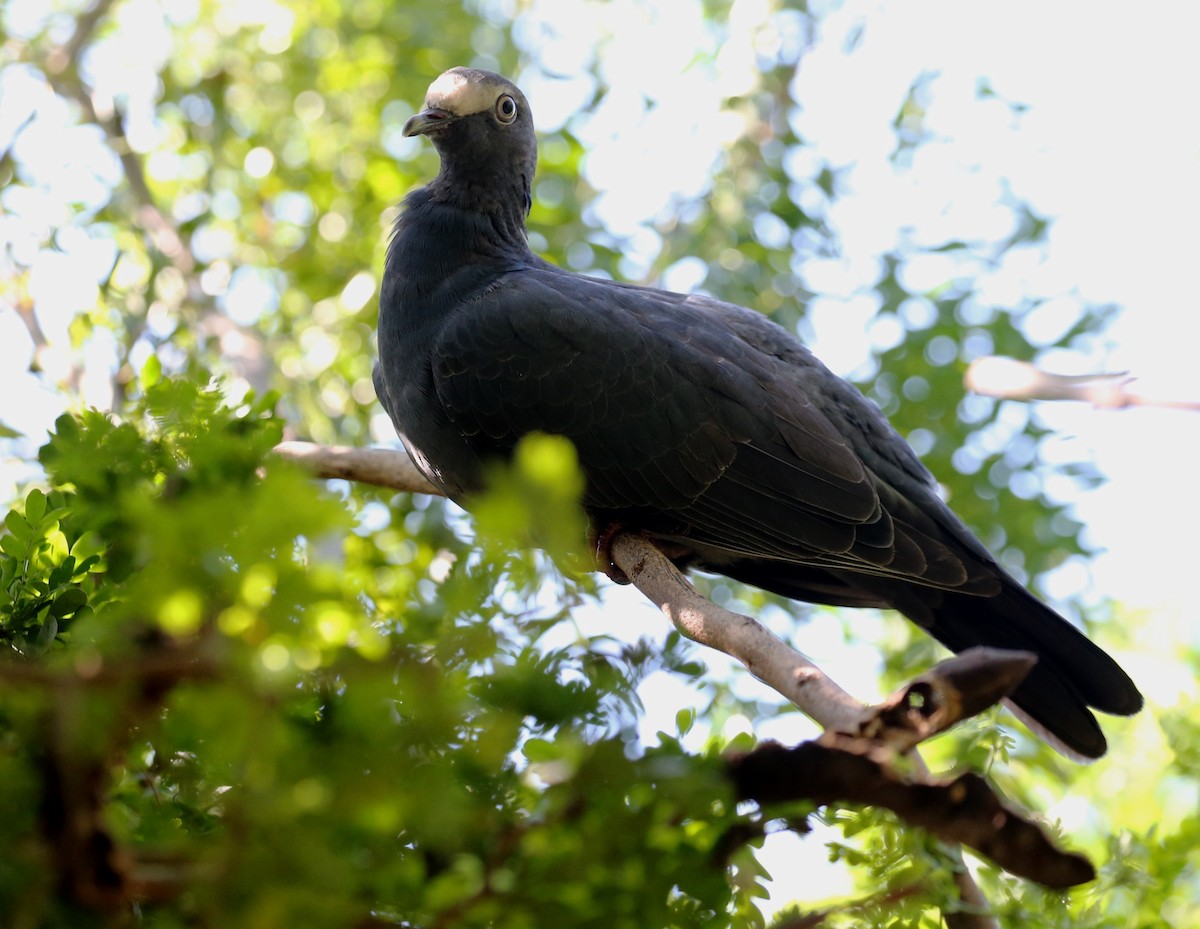 White-crowned Pigeon - ML117660861