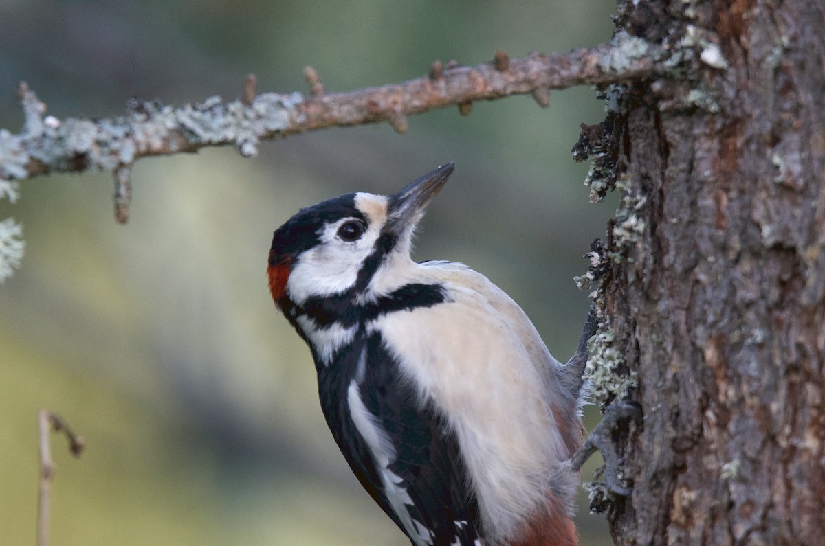 Great Spotted Woodpecker - ML117661191
