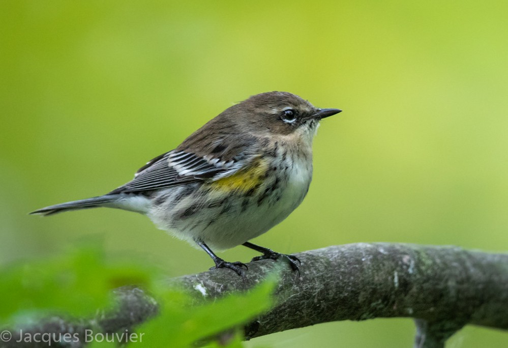 Yellow-rumped Warbler - Jacques Bouvier