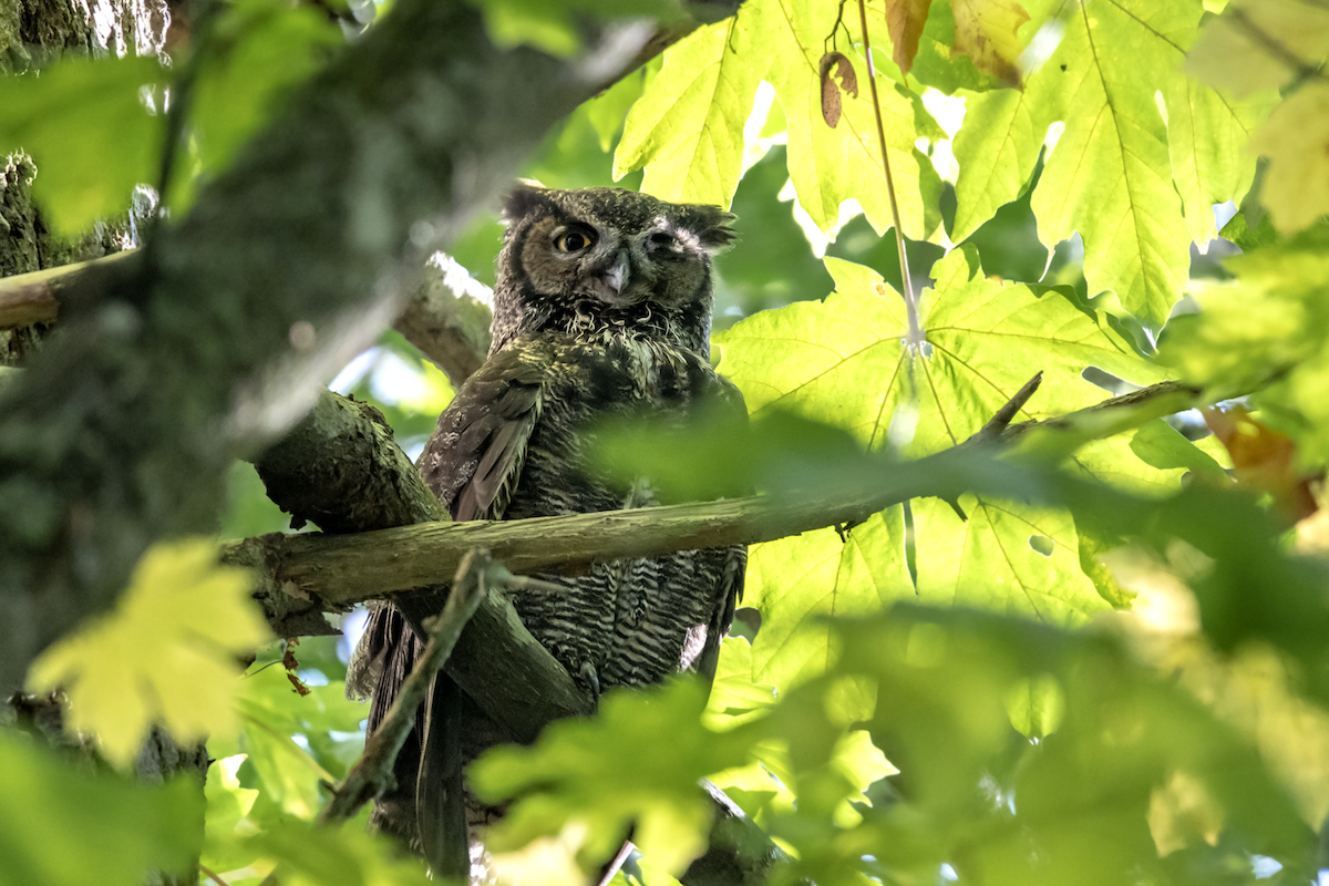 Great Horned Owl - ML117665731