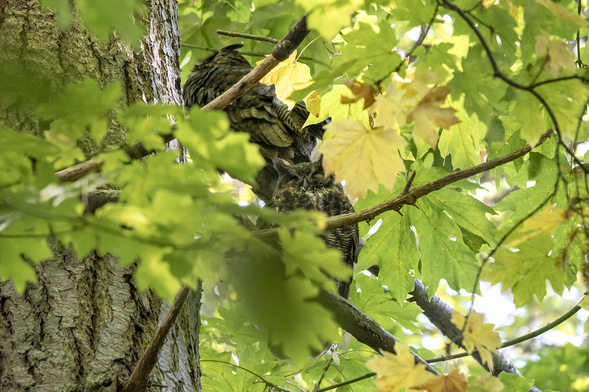 Great Horned Owl - ML117665911
