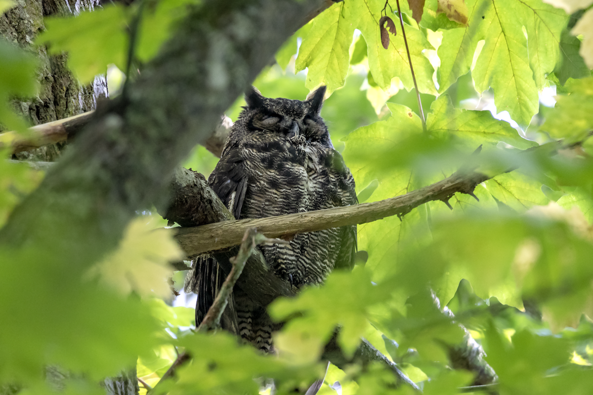 Great Horned Owl - David Badke