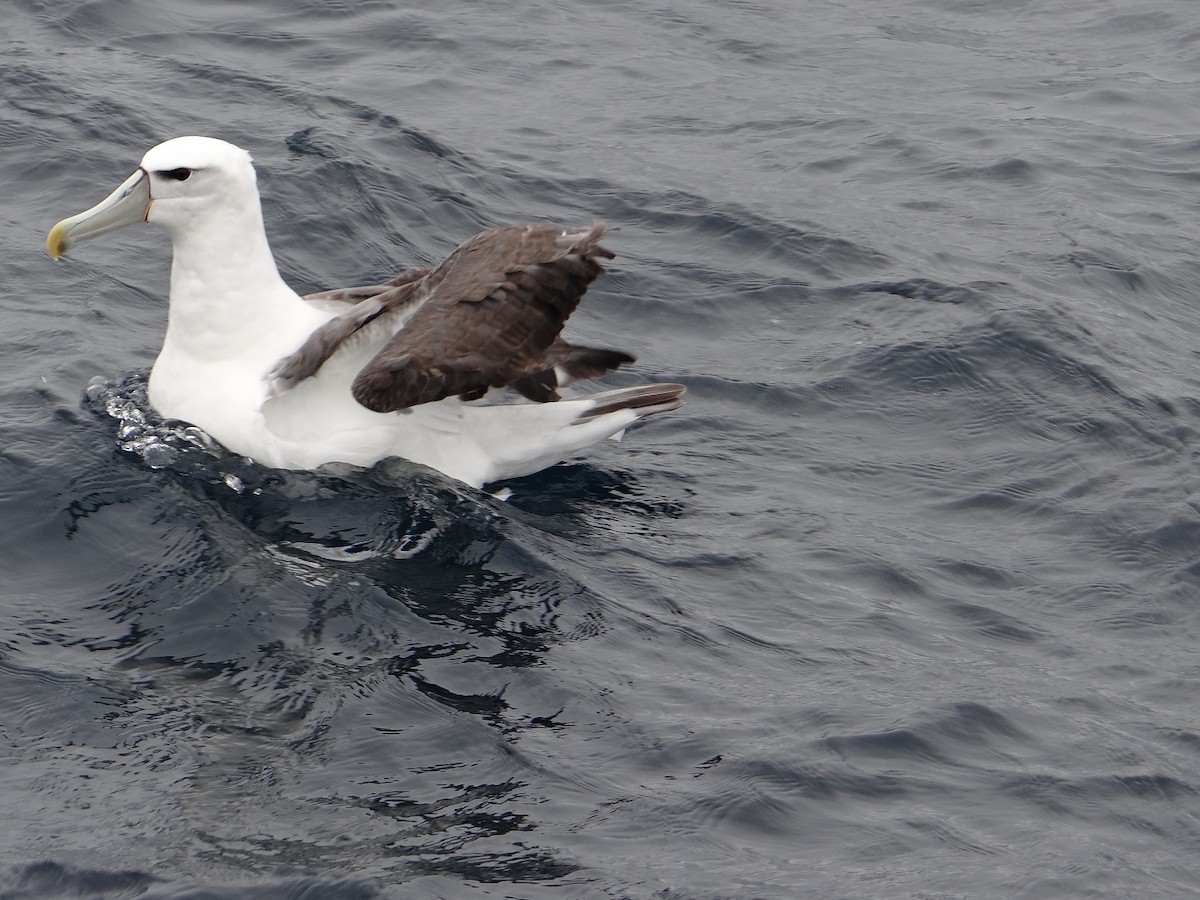 White-capped Albatross - ML117668851