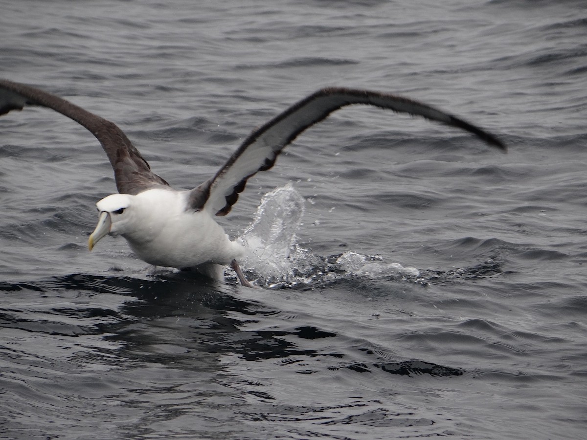 White-capped Albatross - ML117668861