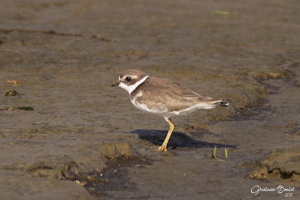 Semipalmated Plover - ML117670781