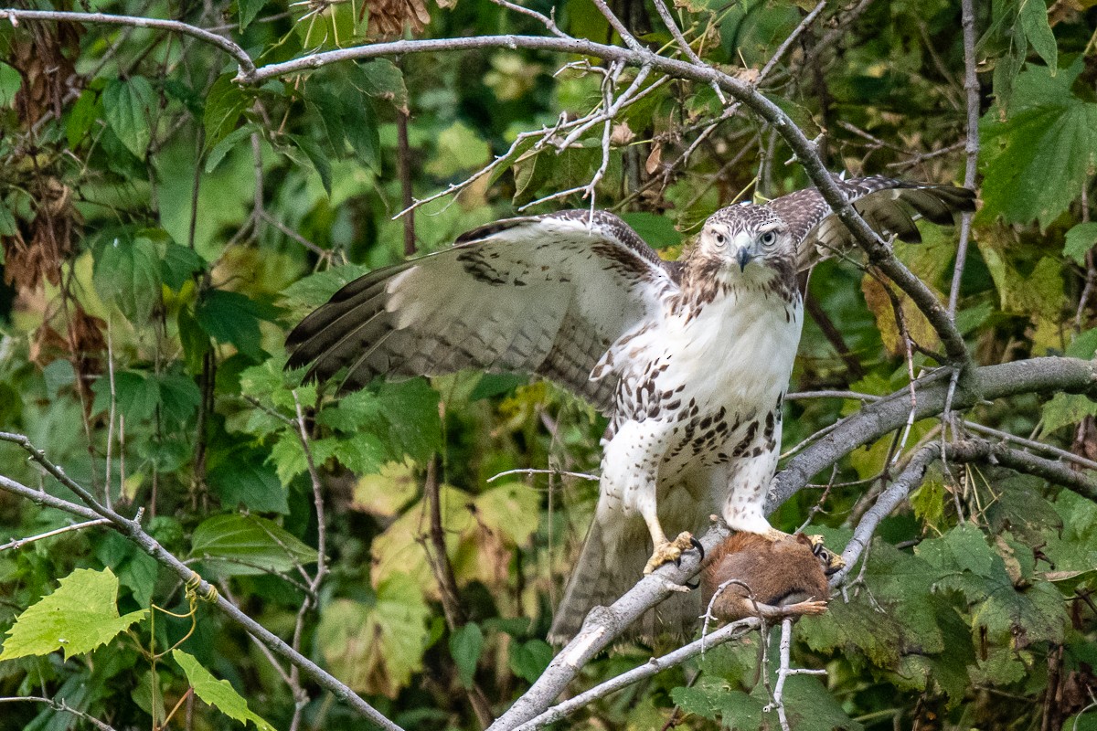 Red-tailed Hawk - John Missing