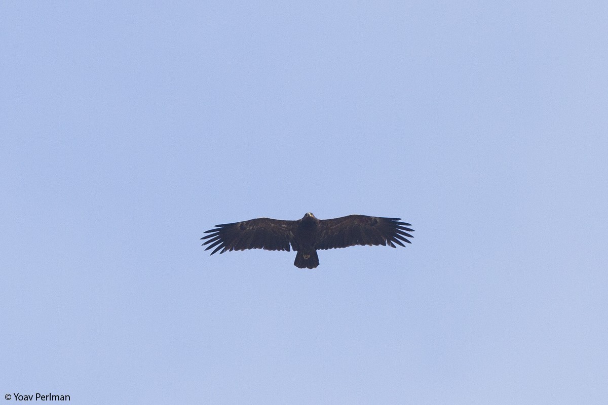 Lesser Spotted Eagle - Yoav Perlman
