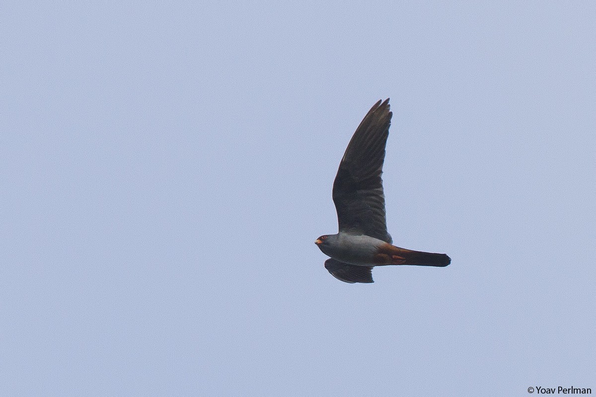Red-footed Falcon - Yoav Perlman
