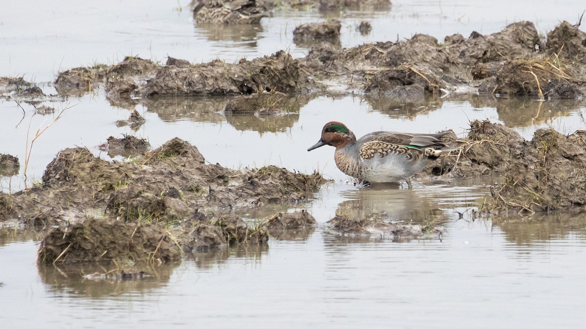 Green-winged Teal - R Miller