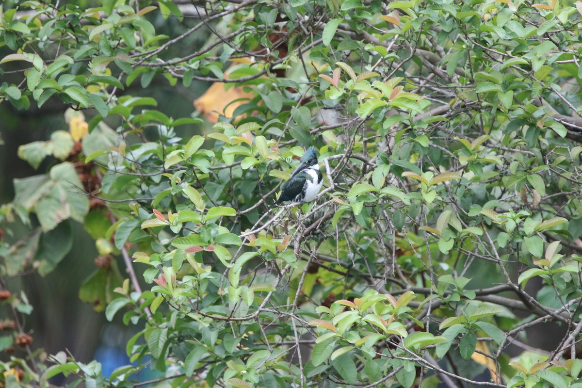 Amazon Kingfisher - Anelisa  Magalhães