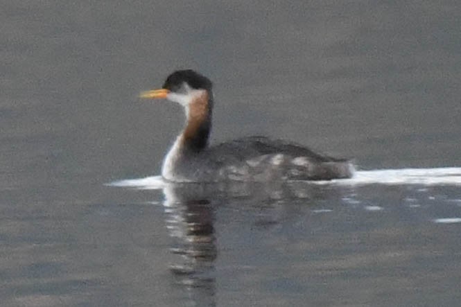 Red-necked Grebe - ML117686071
